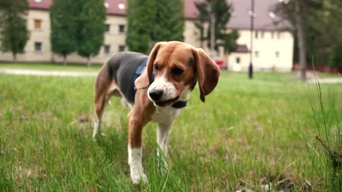 Purebred dog in nature eats Stock Footage 137828052