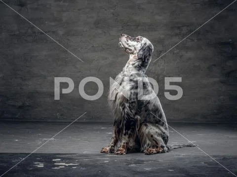 Purebred English Setter who sitting on a floor in a studio against a dark Stock Photos