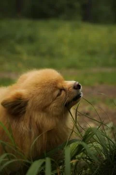 Purebred German Spitz eats green grass on the lawn. Does not look at the camera Stock Photos