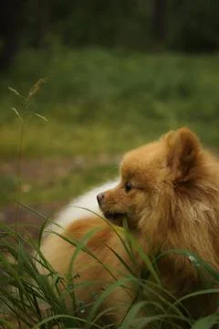 Purebred German Spitz eats green grass on the lawn. Does not look at the camera Stock Photos