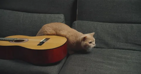 A purebred ginger cat sits on the couch with a guitar on it. Stock Footage 147627196