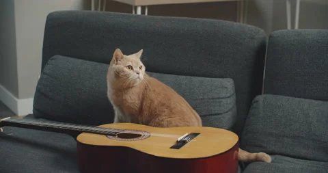 A purebred ginger cat sits on the couch with a guitar on it. Stock Footage 147682317