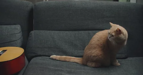 A purebred ginger cat sits on the couch with a guitar on it. Stock Footage 148050066