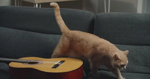 A purebred ginger cat is walking on the sofa on which the guitar lies. Stock Footage 147555268