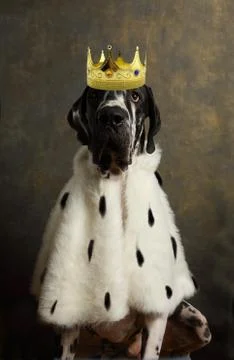 Purebred great Dane in a Royal robe and crown Photos