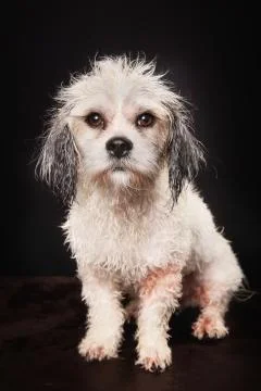 Purebred havanese dog Stock Photos