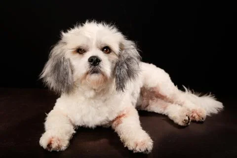 Purebred havanese dog Stock Photos