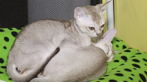 Purebred kittens for cat show Video stock 30587943