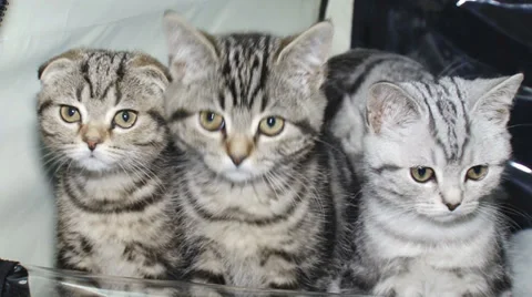 Purebred kittens for cat show Video stock 30587958