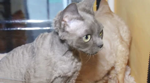 Purebred kittens for cat show Stock-Footage 30587962