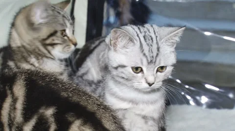 Purebred kittens for cat show Stock Footage 30588027