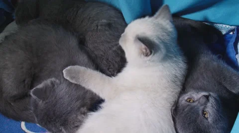Purebred kittens for cat show Stock-Footage 30588082
