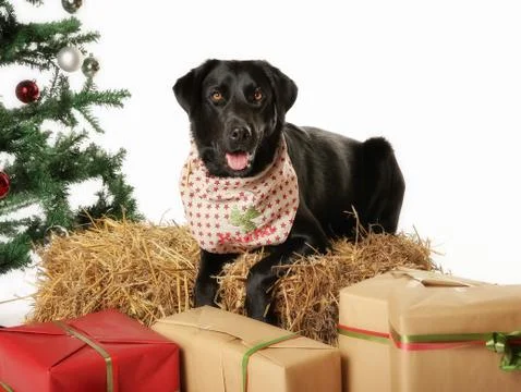 Purebred labrador Stock Photos
