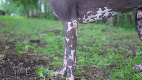 Naked With Dog Stock Footage ~ Royalty Free Stock Videos | Pond5