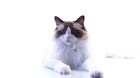 Purebred Ragdoll cat gently moving on isolated white background Stock Footage 340415951