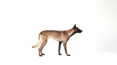 Purebred, smart, active Shepherd dog sitting, lying, posing over white studio Stock Footage 229306241