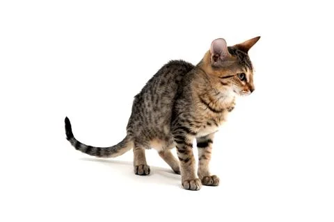 A purebred smooth-haired cat stands on a white background Stock Photos