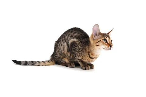 Purebred smooth-haired cat on a white background Stock Photos