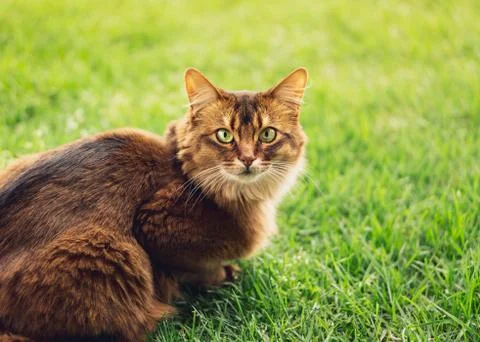 Purebred somali cat in the grass outside. Stock Photos