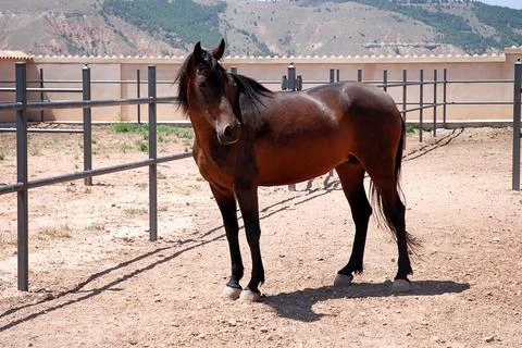 A purebred Spanish brown horse with black hair in her equestrian enclosure Stock Photos