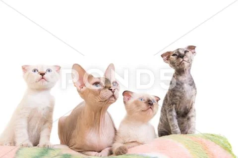 Purebred sphinx cat lying with kittens Stock Photos