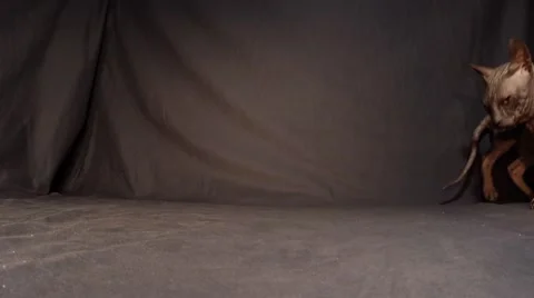 Purebred Sphynx Cat Sniffing Explored Area in Form of Black Background Stock Footage 61875982