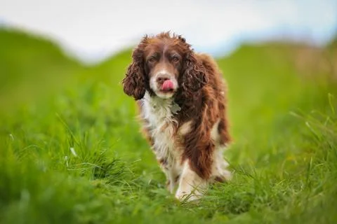 Purebred springer spaniel Stock Photos