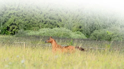 Purebred stallion Stock Footage 54047394