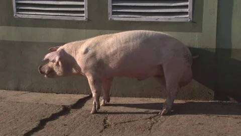 Purebred white boar 库存影片 70566401