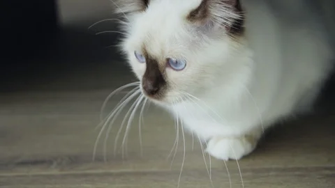Purebred white cat Stock Footage 129899793