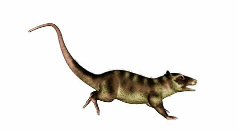 Purgatorius primate running tail up - 3D render Stock Illustration