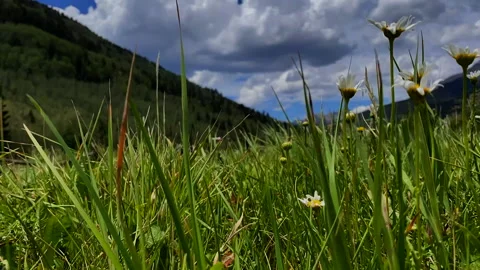 Purgatory flowers Stock Footage 135451416