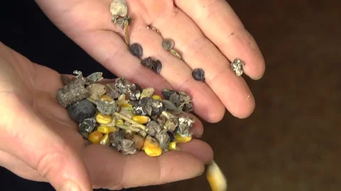 Purification of buckwheat from impurities. 動画素材 123964969