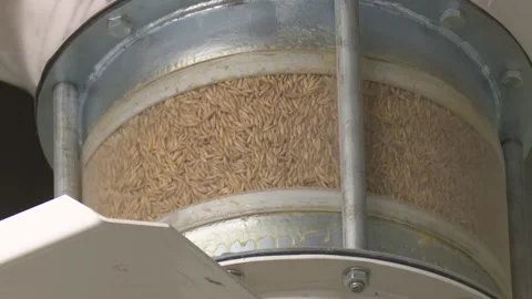 Purification of grain. Shelling of cereals. Video stock 102792751