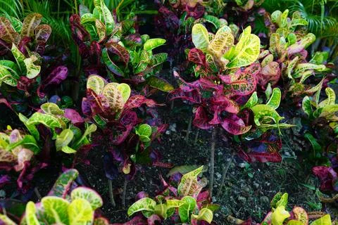 Puring Codiaeum Variegatum Flower Stock Photos