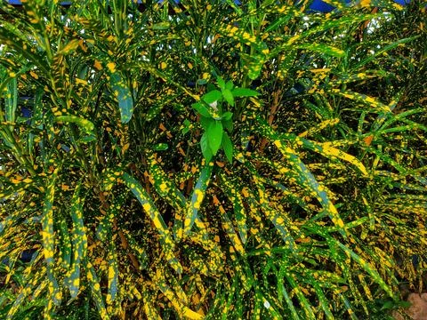 Puring (Codiaeum variegatum), green and yellow leaves Stock Photos