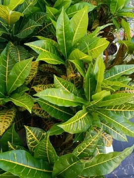 Puring (Codiaeum Variegatum) Stock Photos