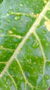 Puring Leaf. Stock-Fotos