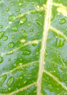 Puring Leaf Stock-Fotos