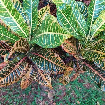 Puring, pudding or kroton (Codiaeum variegatum) are garden ornamental plants Stock Photos