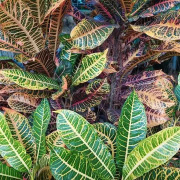 Puring, pudding or kroton (Codiaeum variegatum) are garden ornamental plants Stock Photos