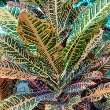 Puring, pudding or kroton (Codiaeum variegatum) are garden ornamental plants Stock Photos