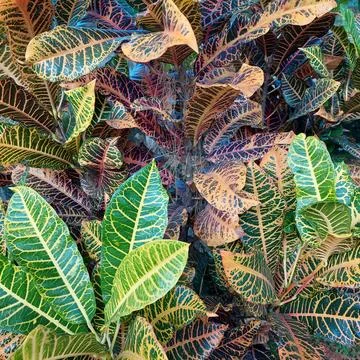 Puring, pudding or kroton (Codiaeum variegatum) are garden ornamental plants Stock Photos