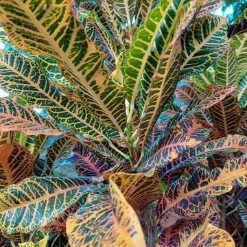 Puring, pudding or kroton (Codiaeum variegatum) are garden ornamental plants Stock Photos