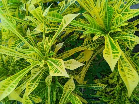 The Puring Trisula plant or Codiaeum variegatum Stock Photos