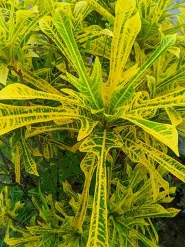 The Puring Trisula plant or Codiaeum variegatum Stock Photos