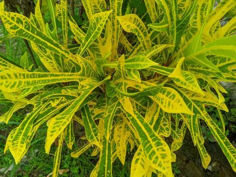 The Puring Trisula plant or Codiaeum variegatum Stock Photos