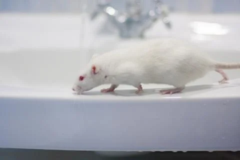 The purity of the concept. mouse white and RA. symbol of Stock Photos