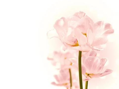 Purity Flowers Stock Photos
