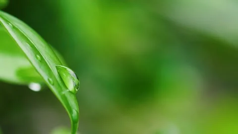 Purity natural background, water drops on leaf Stock Footage 160195109